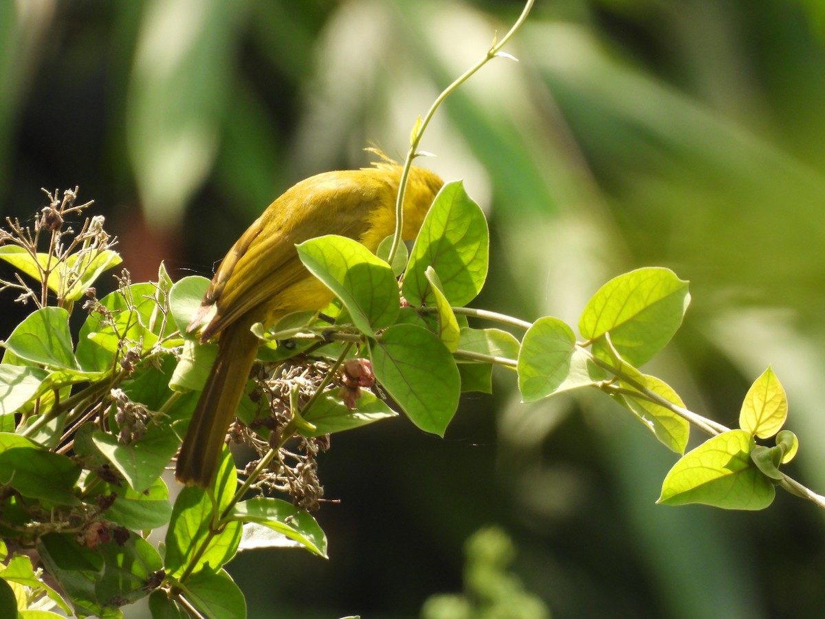 Yellow-browed Bulbul - ML645509708