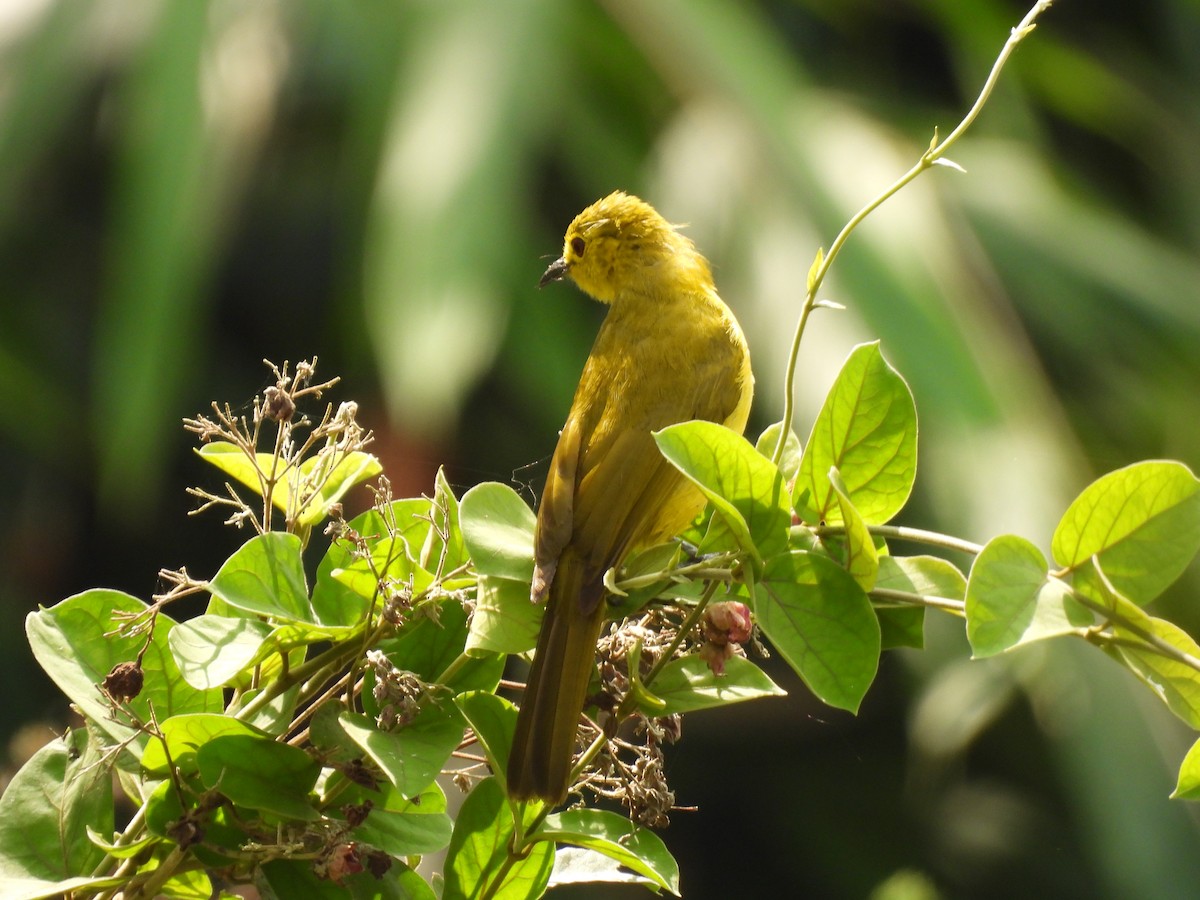 Yellow-browed Bulbul - ML645509709