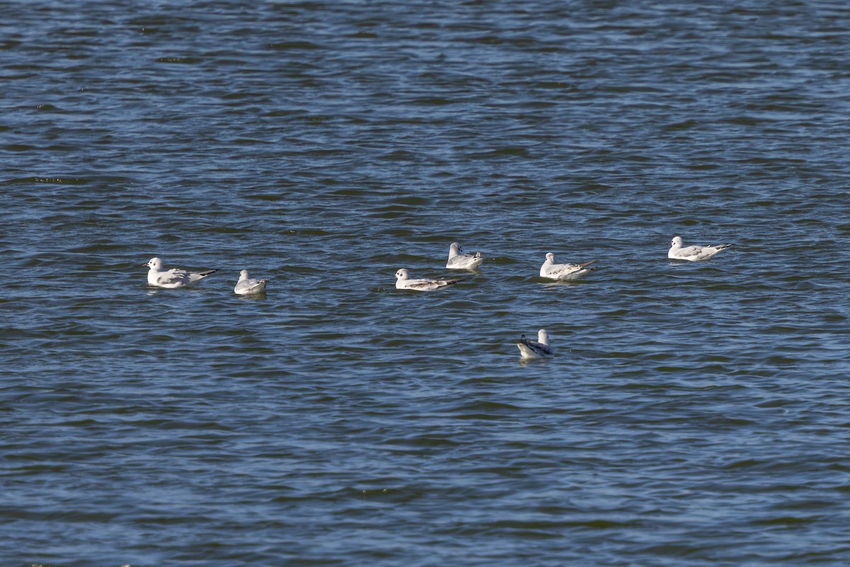Bonaparte's Gull - ML645509710
