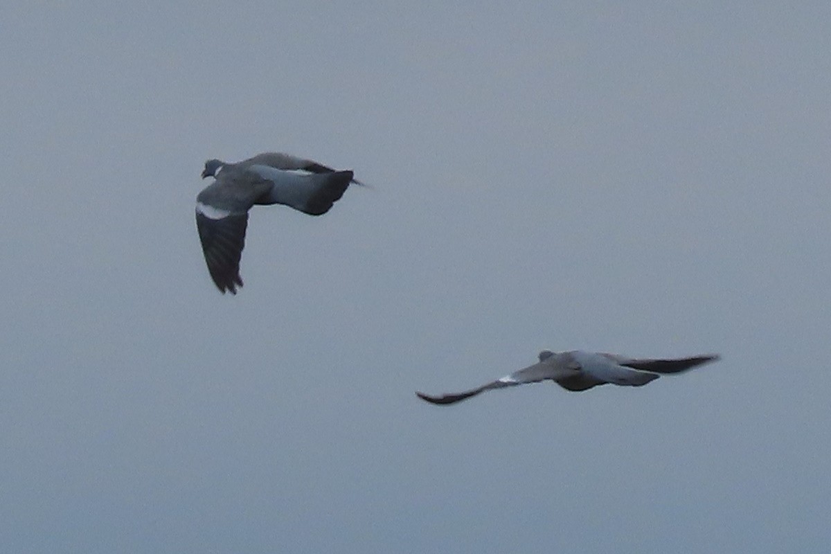 Common Wood-Pigeon - ML645509711