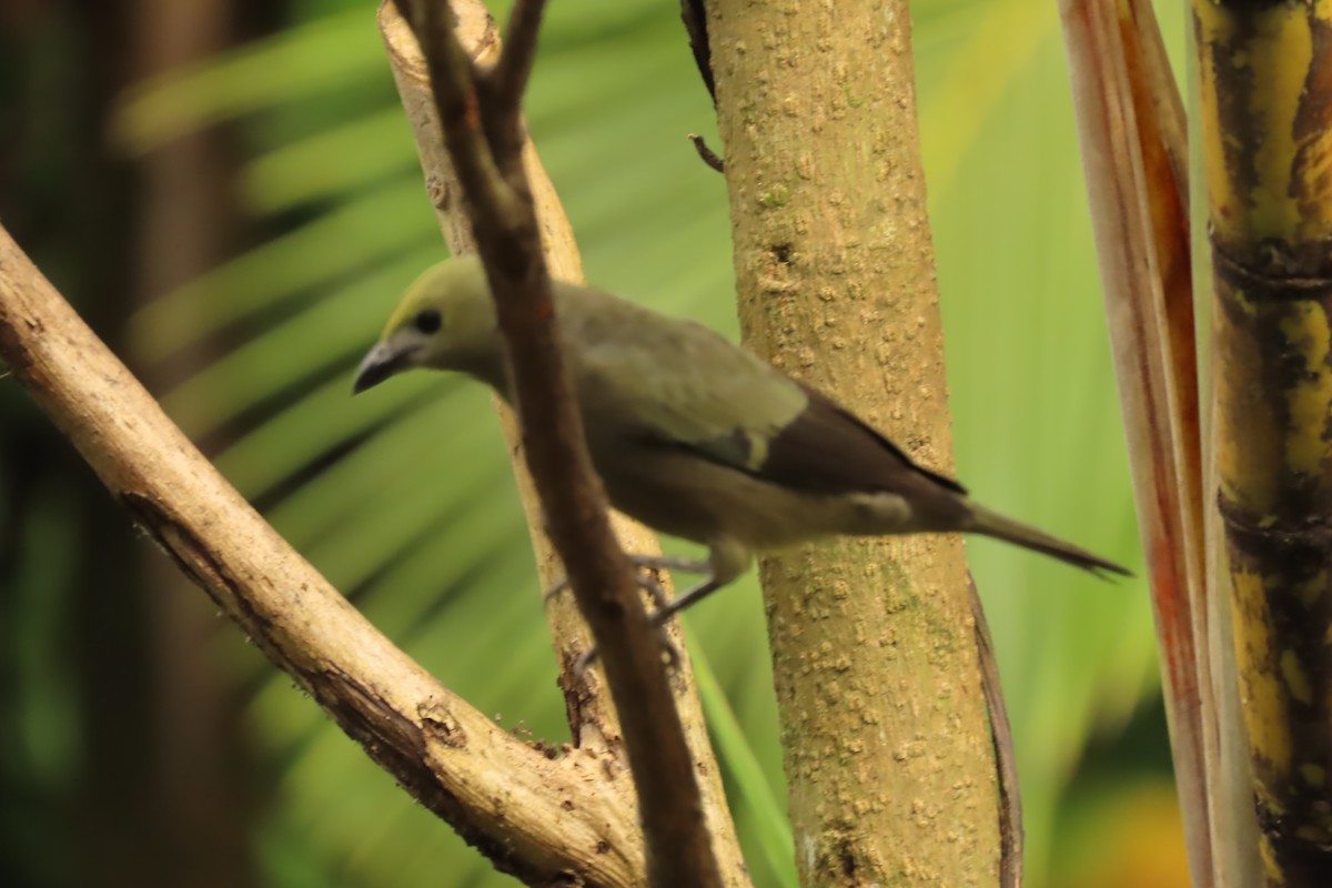 Palm Tanager - ML645509715
