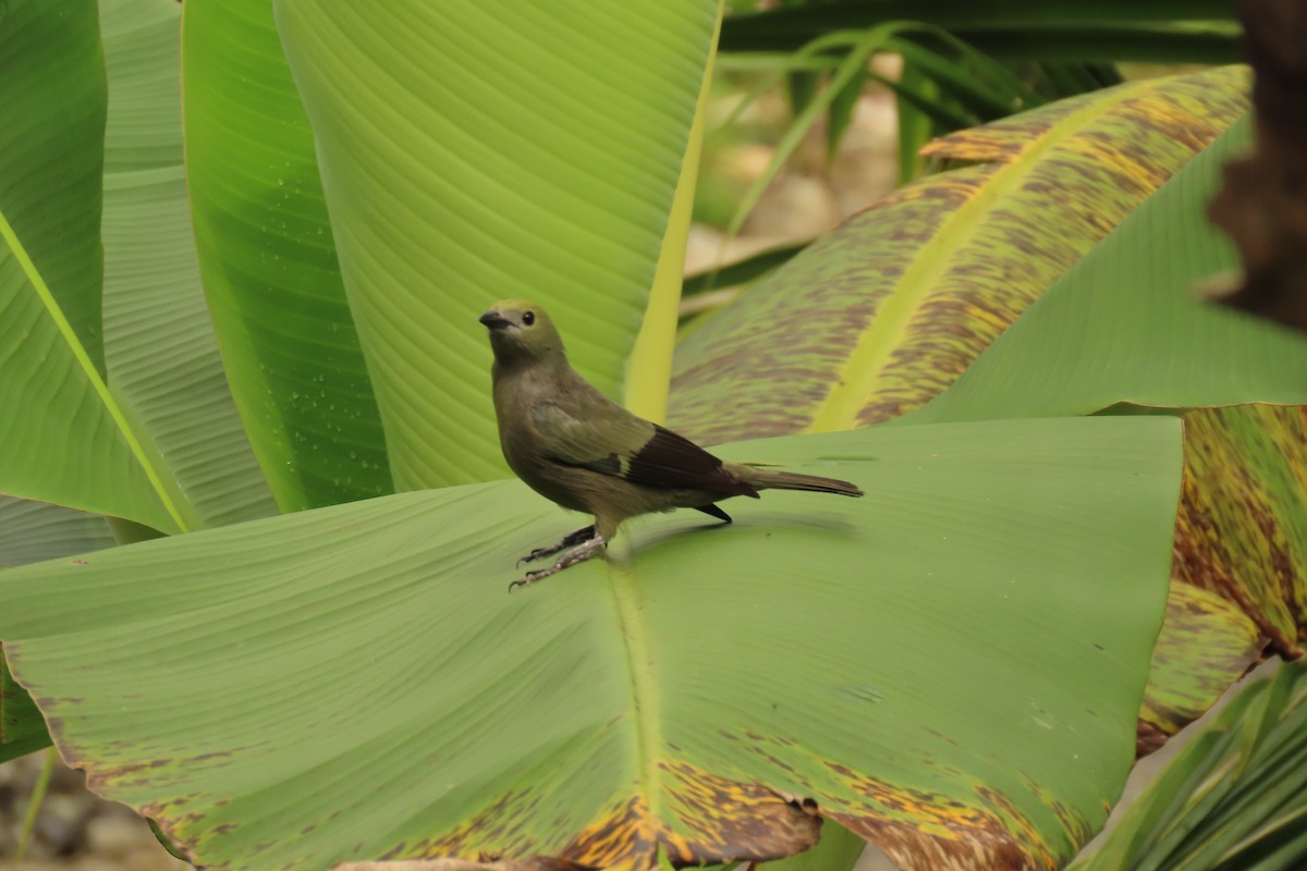 Palm Tanager - ML645509716