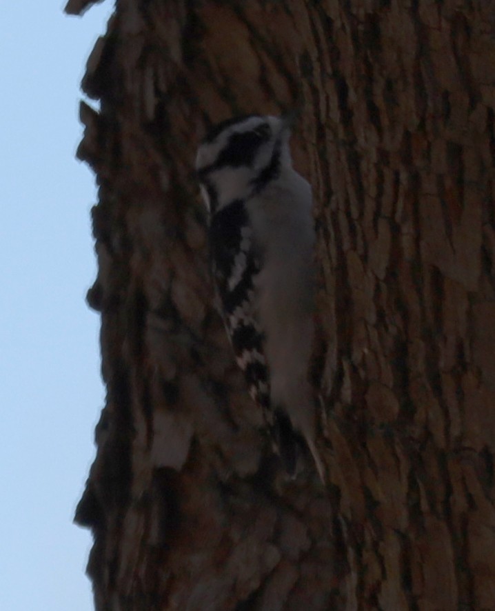 Downy Woodpecker - ML645509717