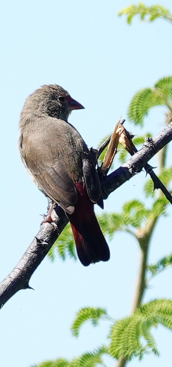 Red-billed Firefinch - ML645509720