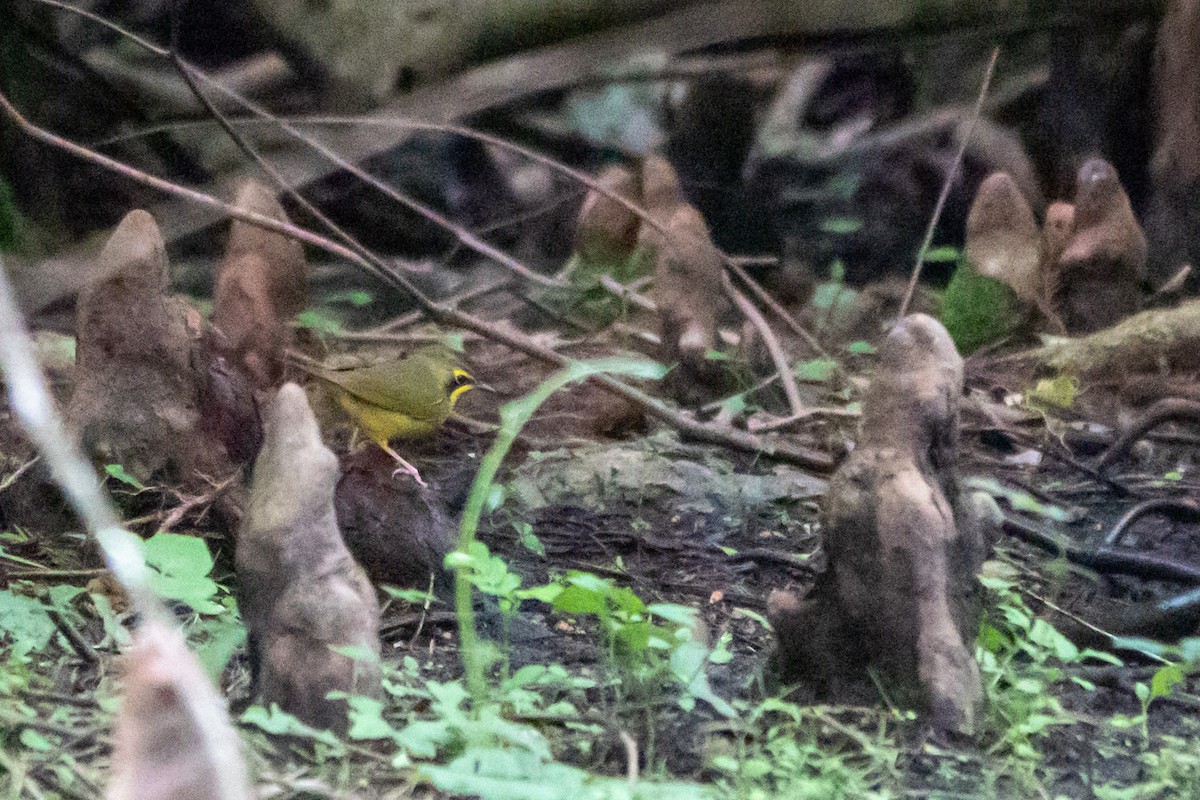 סבכון קנטקי - ML645509724