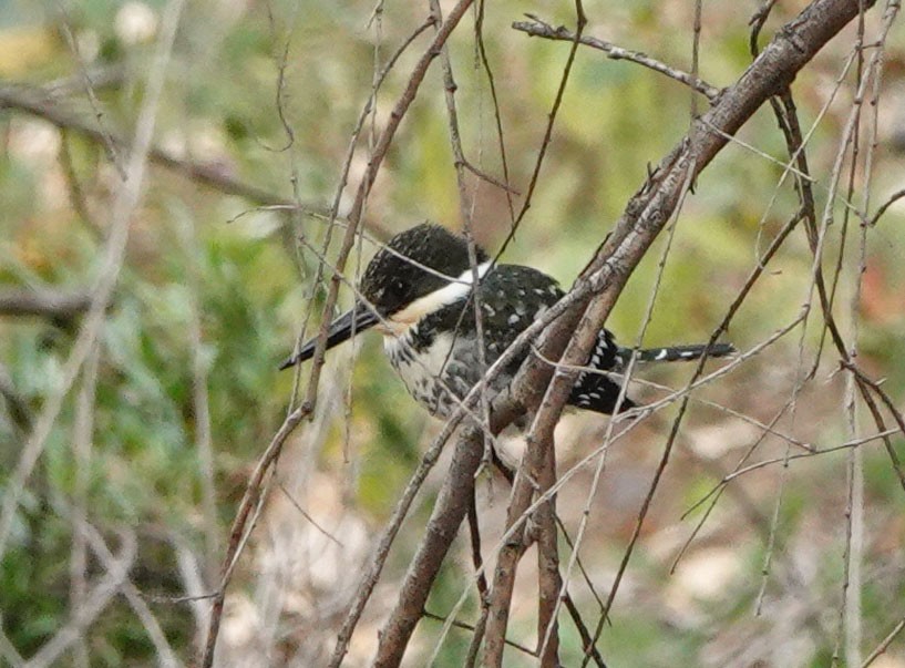 Green Kingfisher - ML645509725