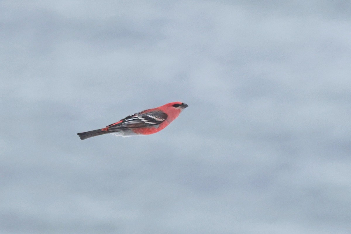 Смеречник тайговий - ML645509727