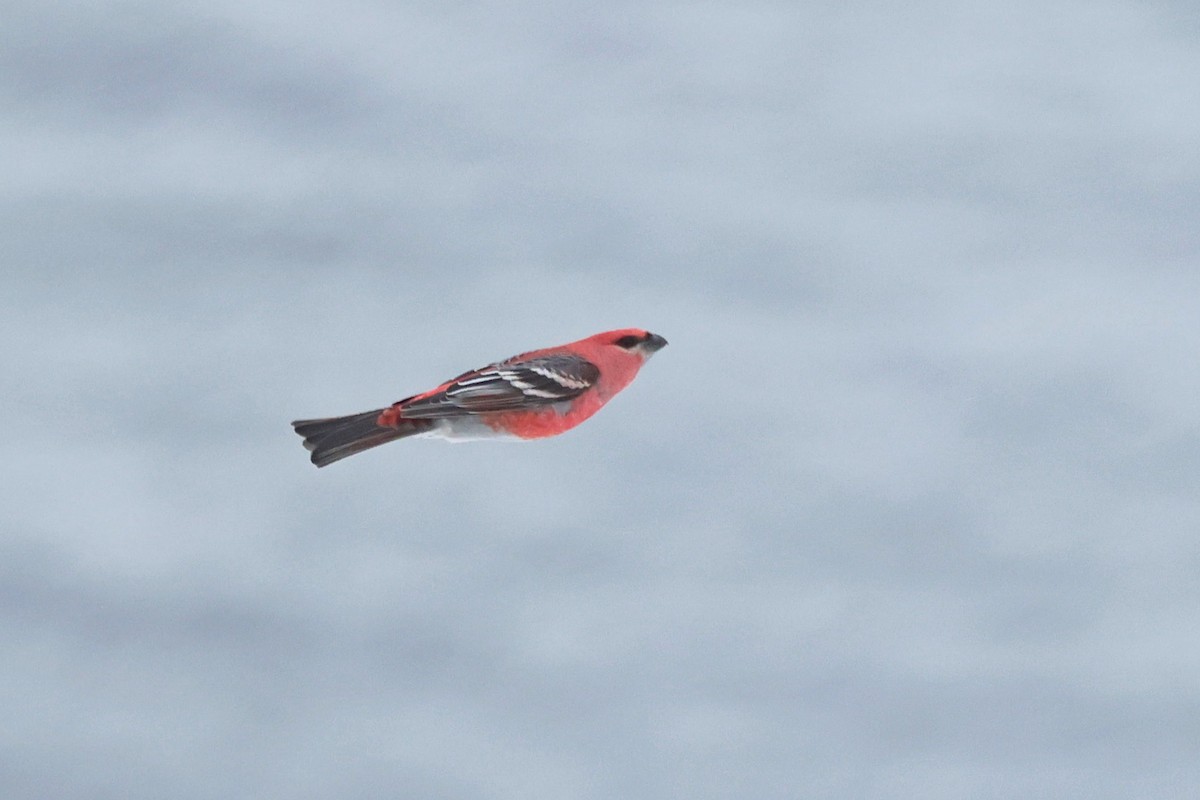 Смеречник тайговий - ML645509728