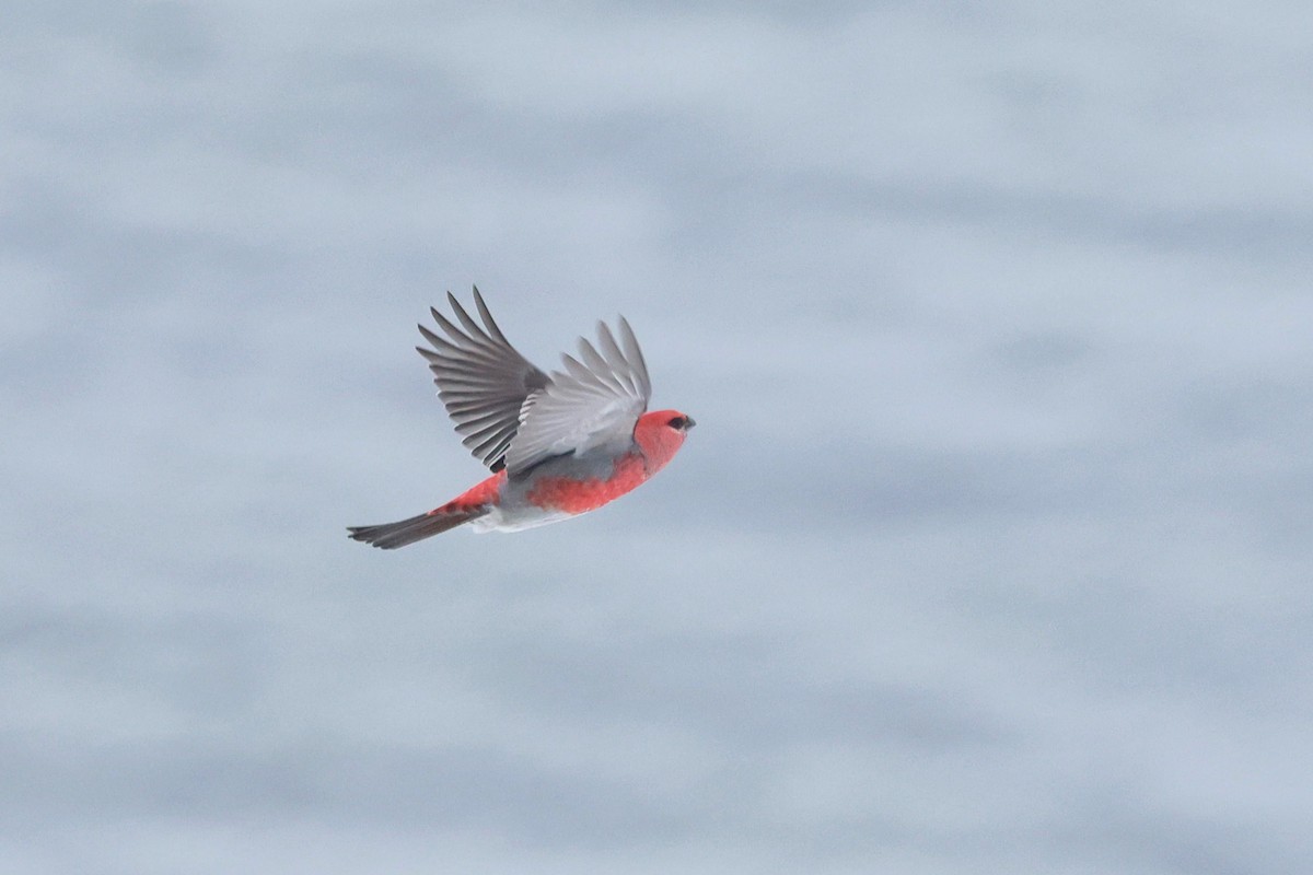 Смеречник тайговий - ML645509729