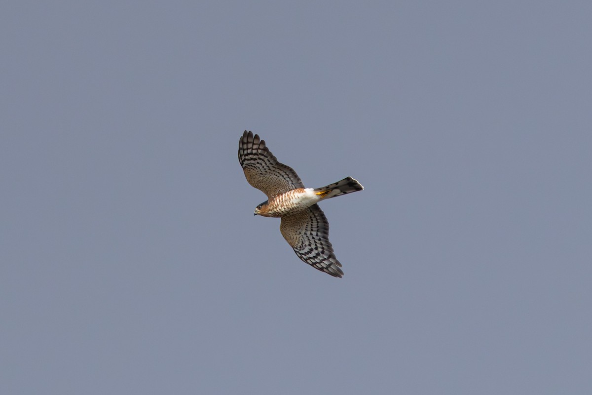 Sharp-shinned Hawk - ML645509732