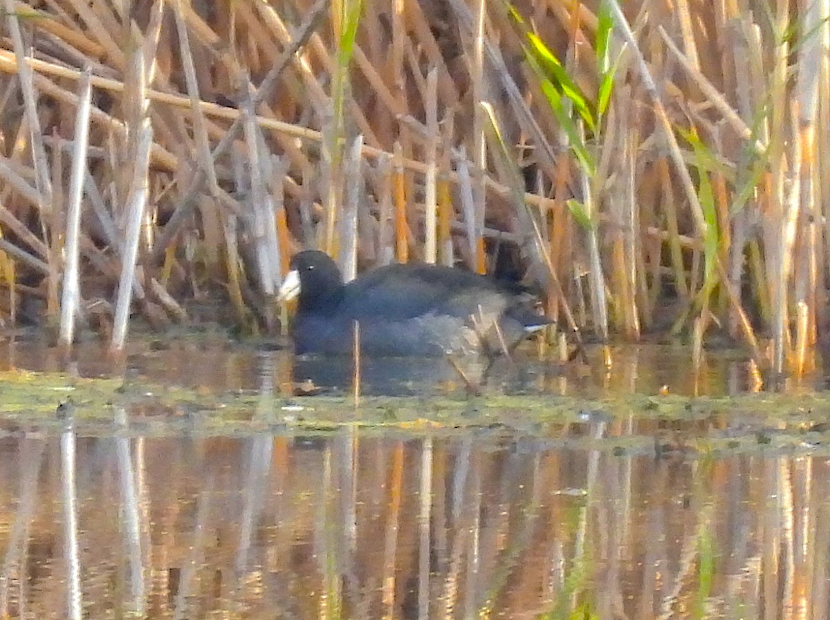 Лиска американська - ML645509734