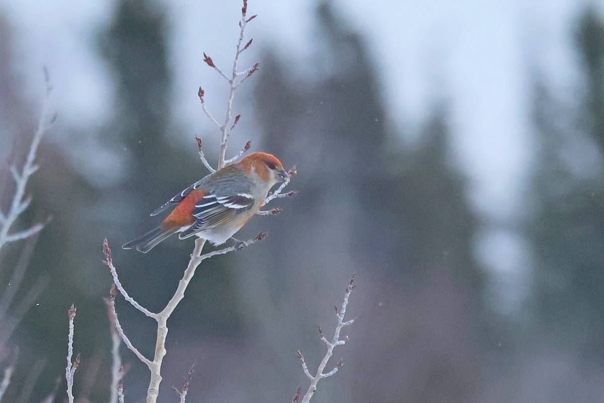 Смеречник тайговий - ML645509738
