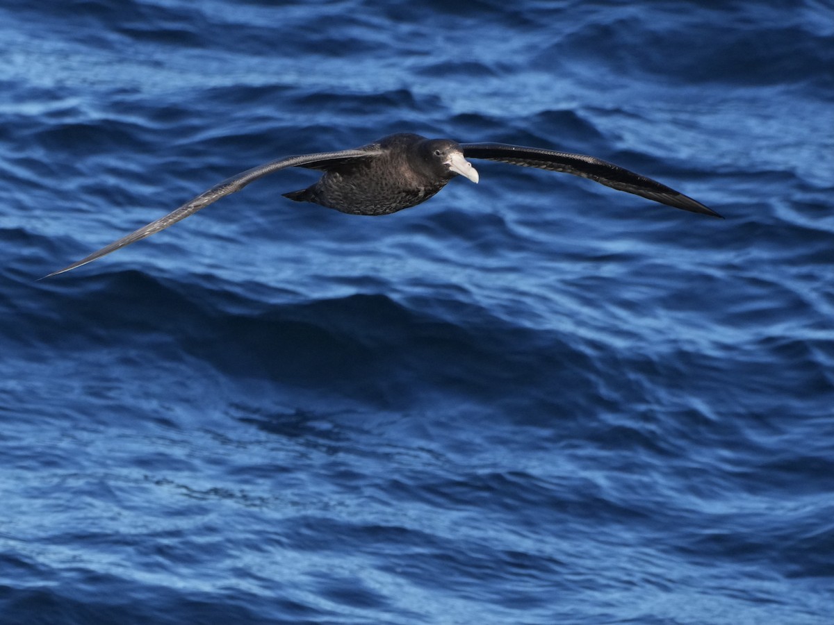 sørkjempepetrell - ML645509742