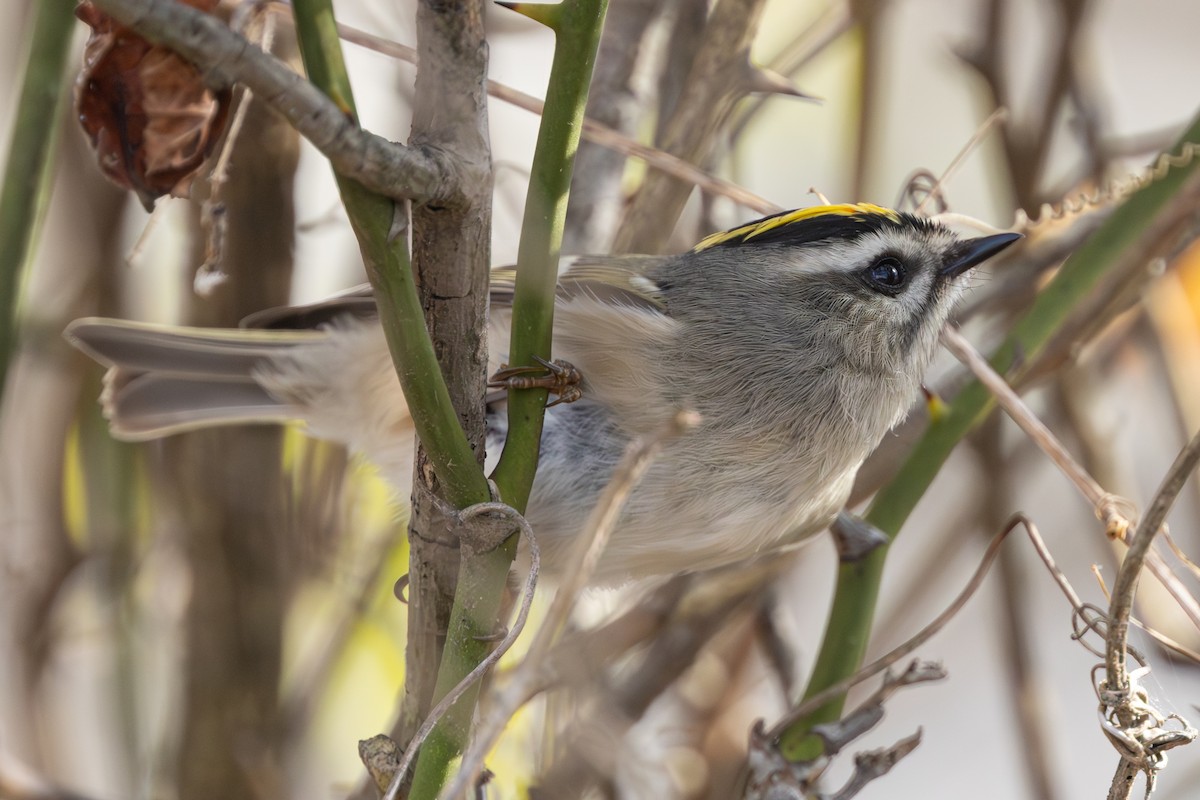 Golden-crowned Kinglet - ML645509754