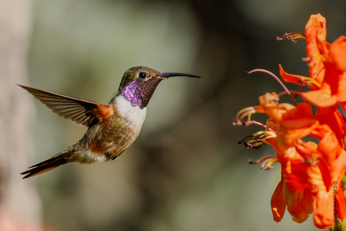 Bahama Woodstar - ML645509755