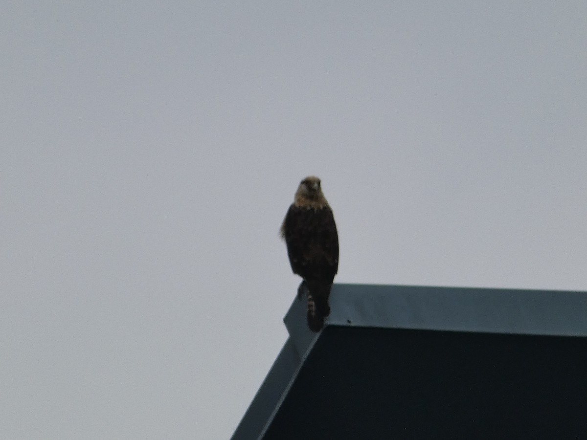 Yellow-headed Caracara - ML645509757