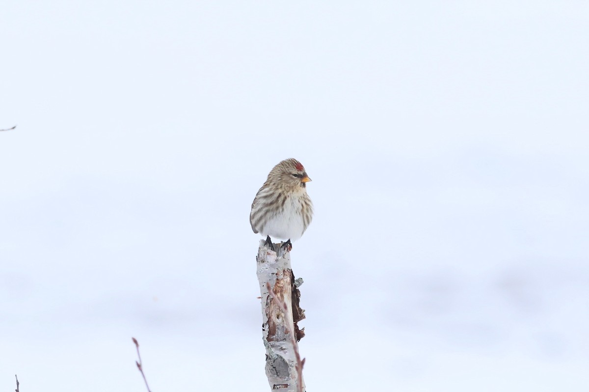 Organetto - ML645509759