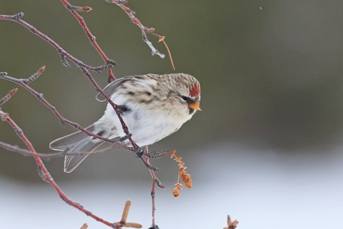 Organetto - ML645509760