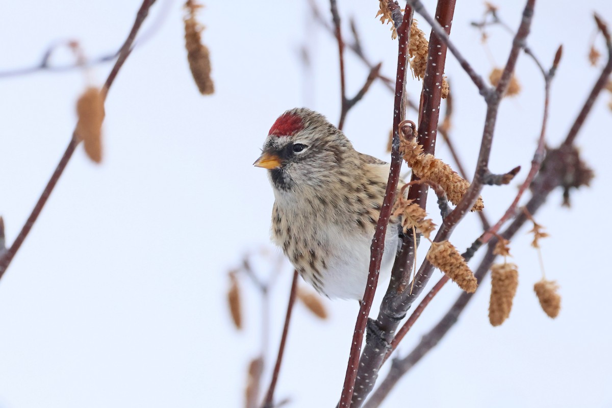 Organetto - ML645509761