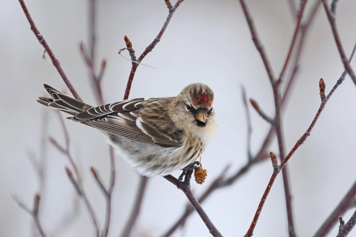 Organetto - ML645509763