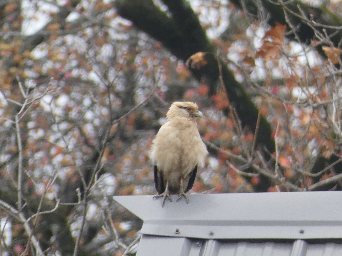 Yellow-headed Caracara - ML645509765