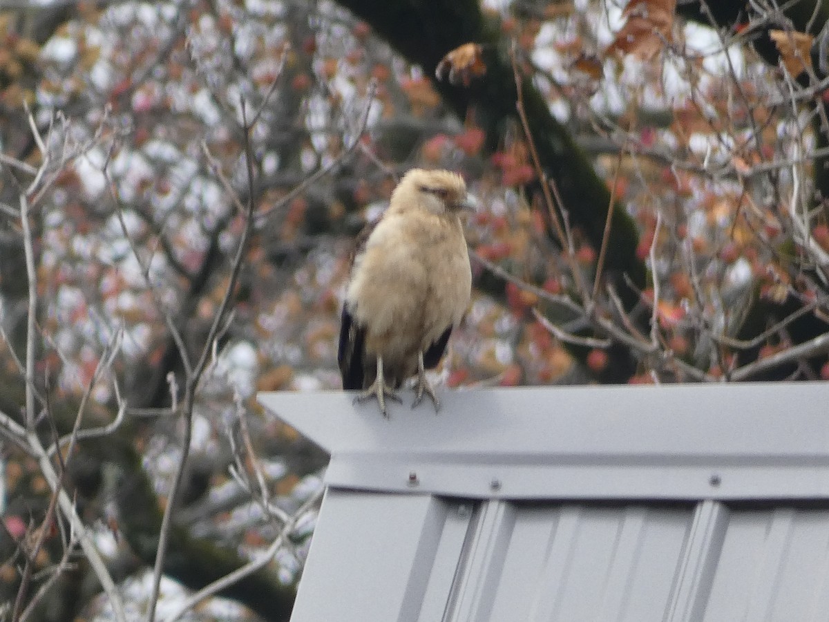 Yellow-headed Caracara - ML645509767