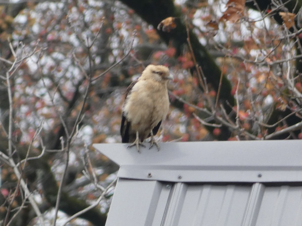 Yellow-headed Caracara - ML645509768
