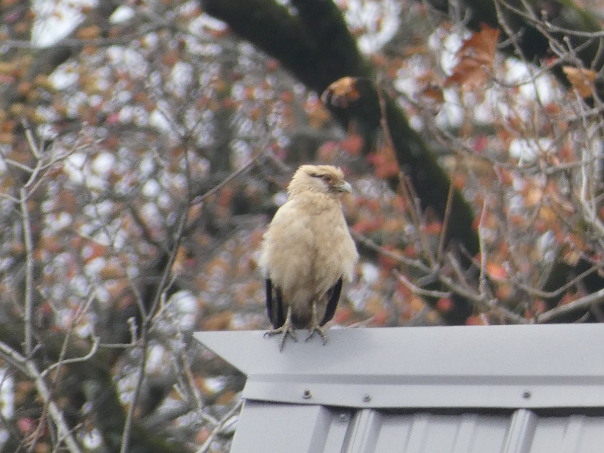 Yellow-headed Caracara - ML645509770