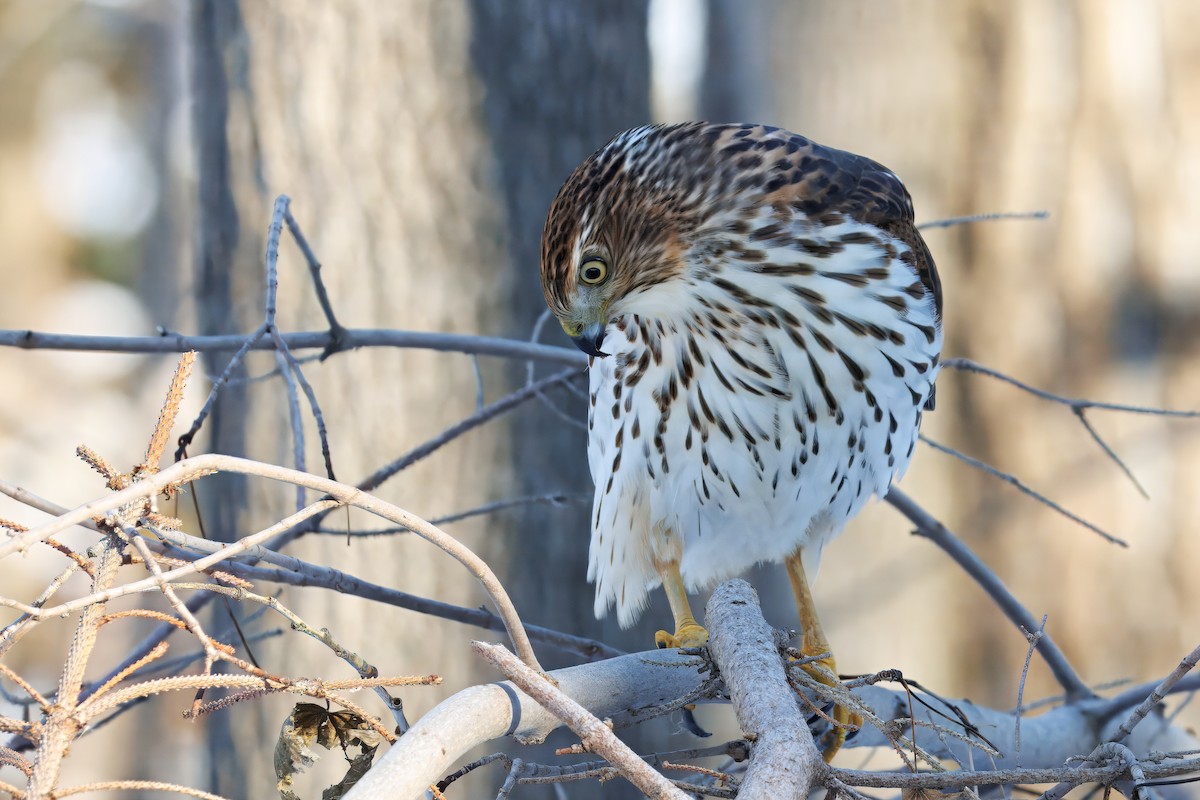 Rundschwanzhabicht - ML645509772