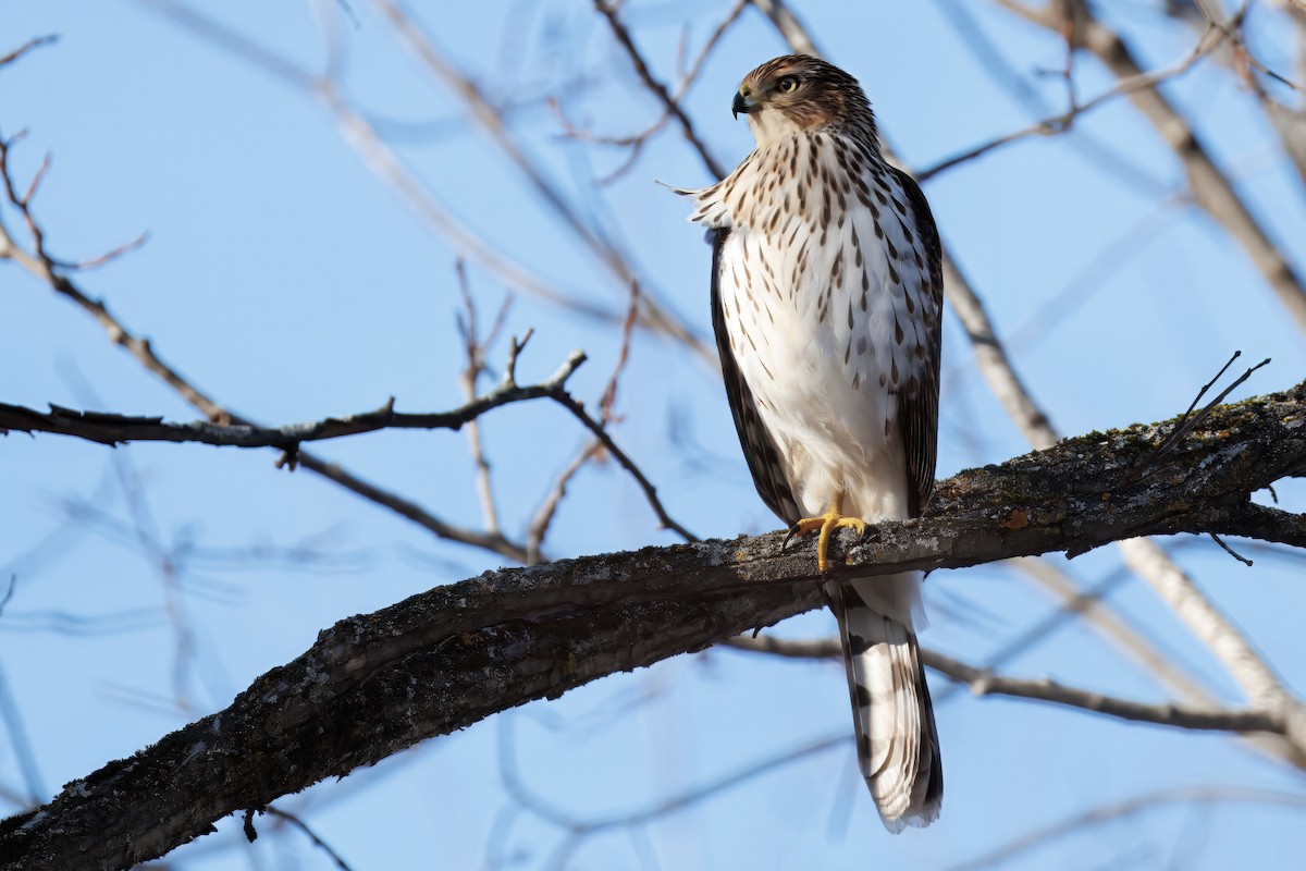 Rundschwanzhabicht - ML645509773