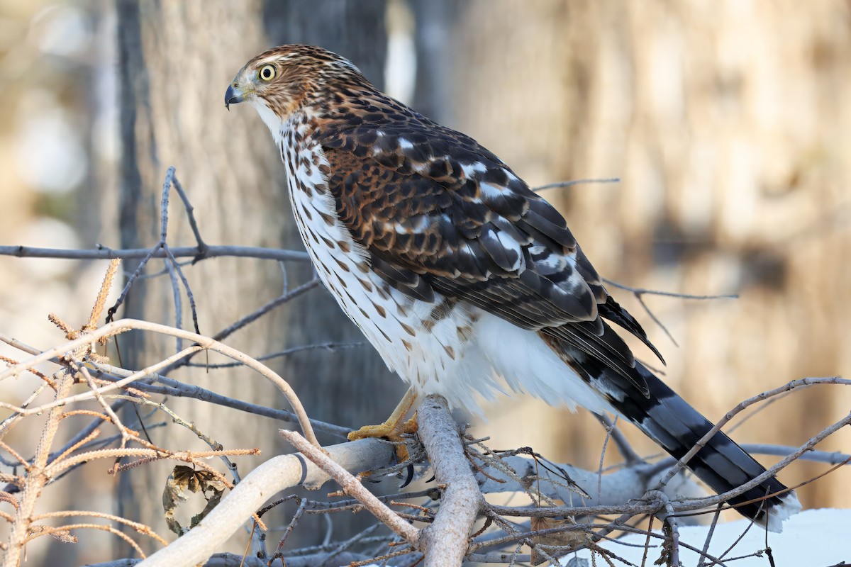 Rundschwanzhabicht - ML645509774