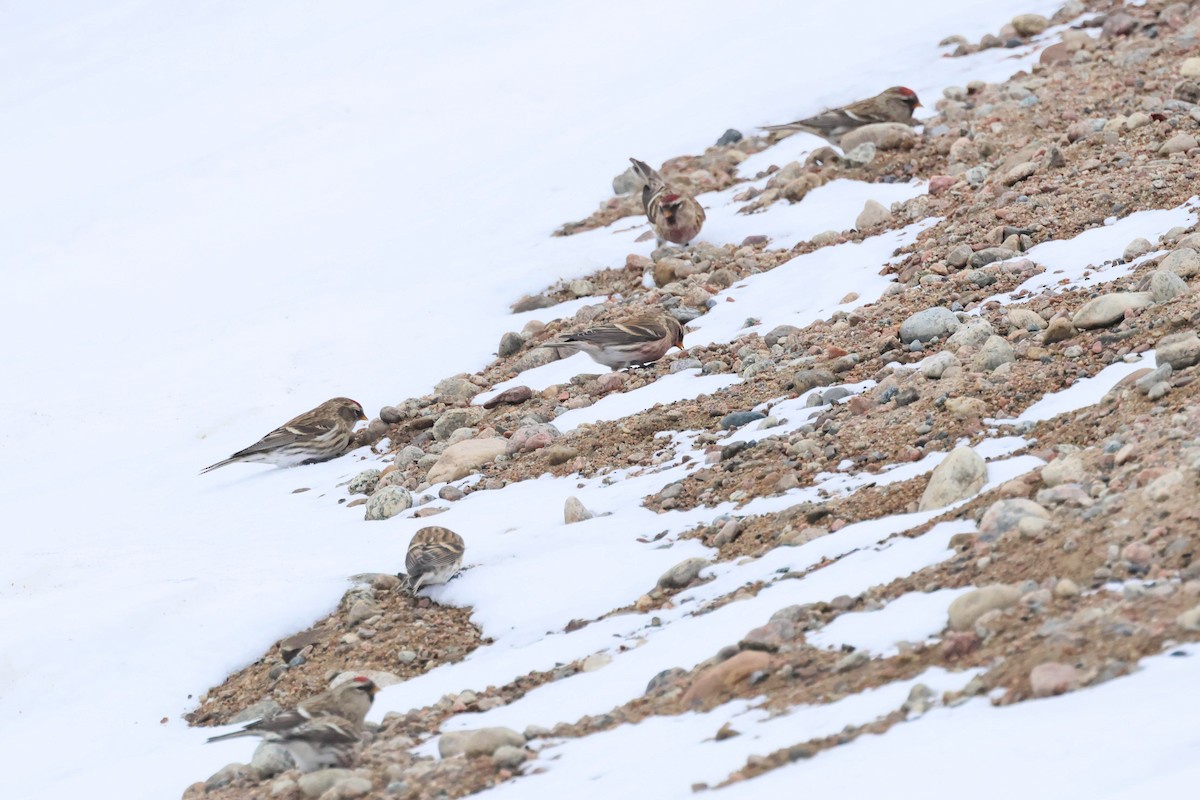 Organetto - ML645509778