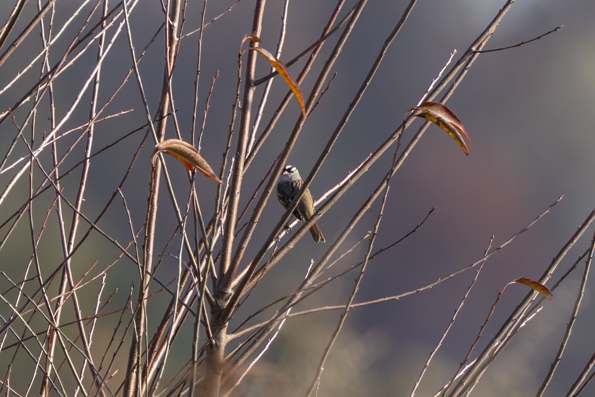 White-crowned Sparrow - ML645509779