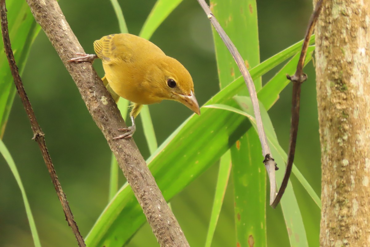 Summer Tanager - ML645509780