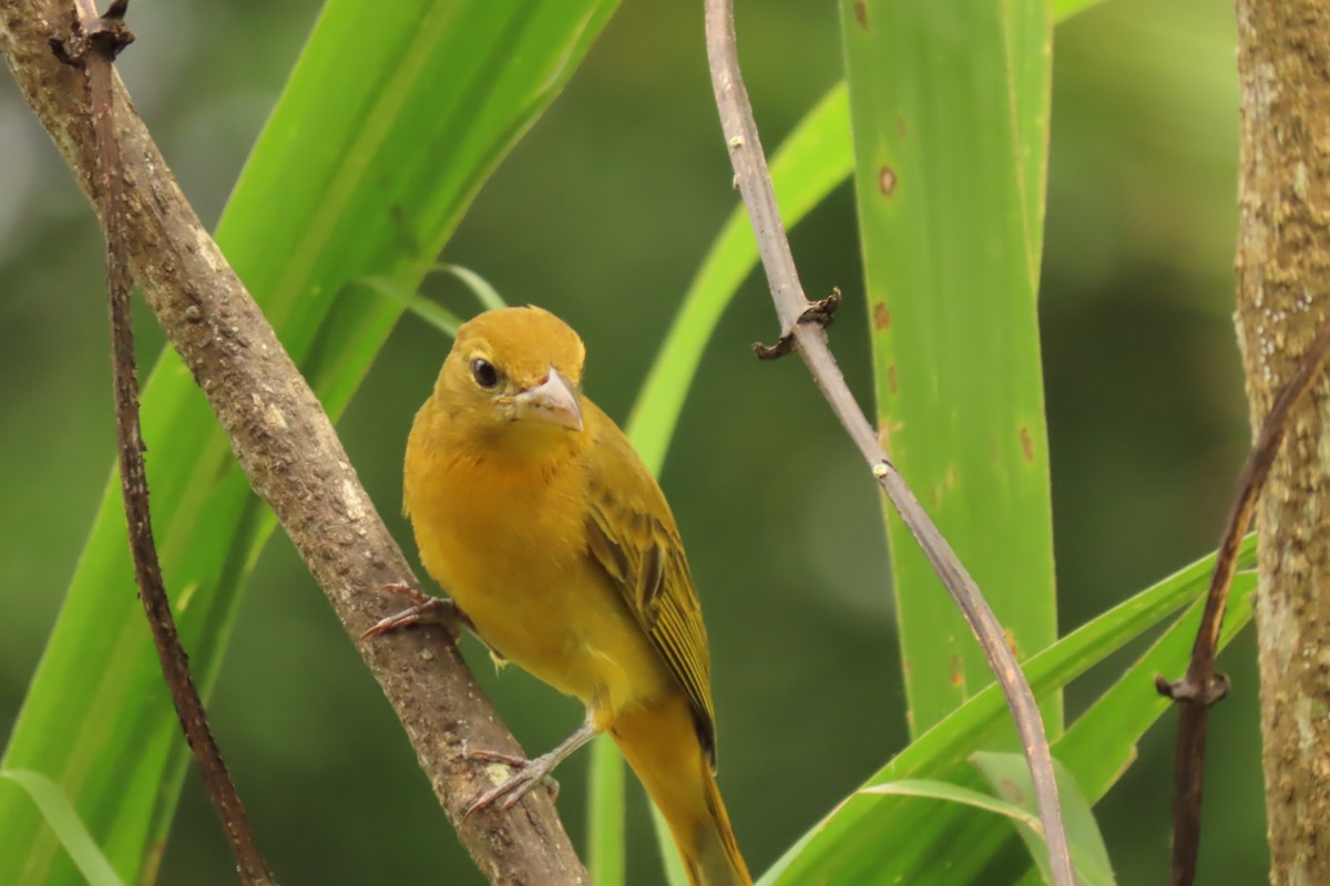Summer Tanager - ML645509781
