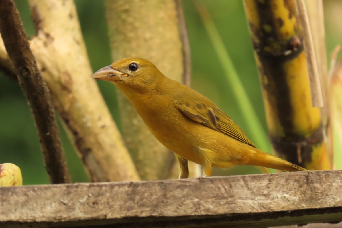 Summer Tanager - ML645509782