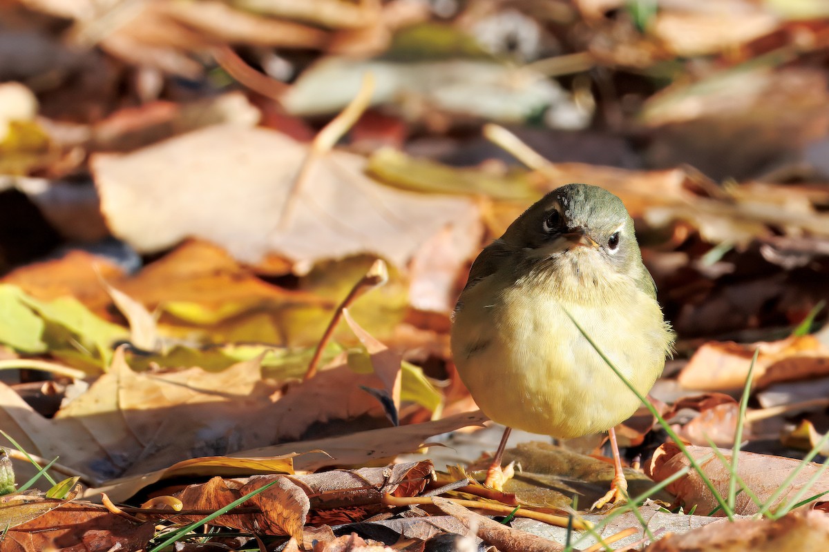 Black-throated Blue Warbler - ML645509784