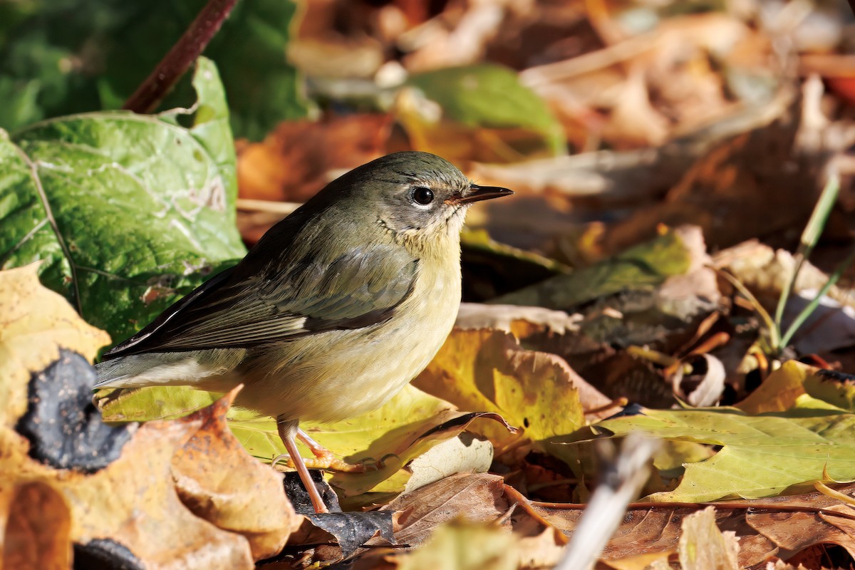 Black-throated Blue Warbler - ML645509785