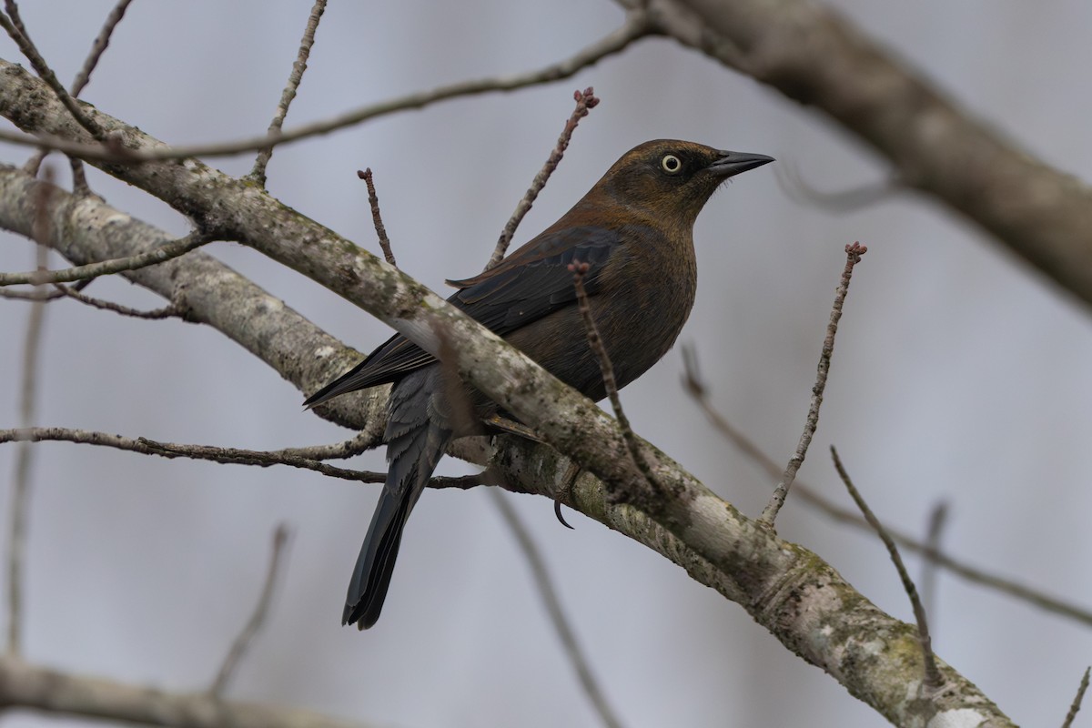 Rusty Blackbird - ML645509788