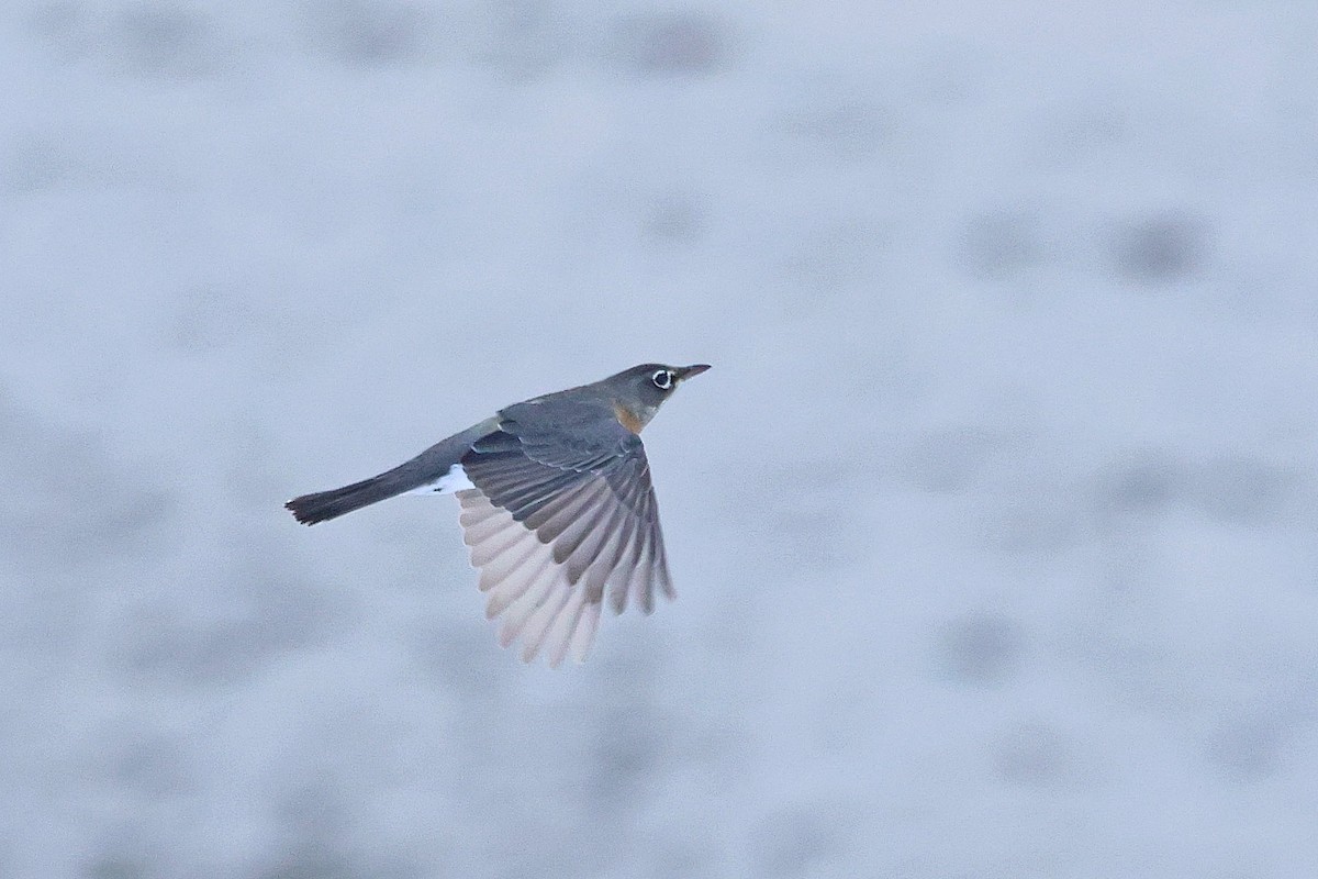 American Robin - ML645509794