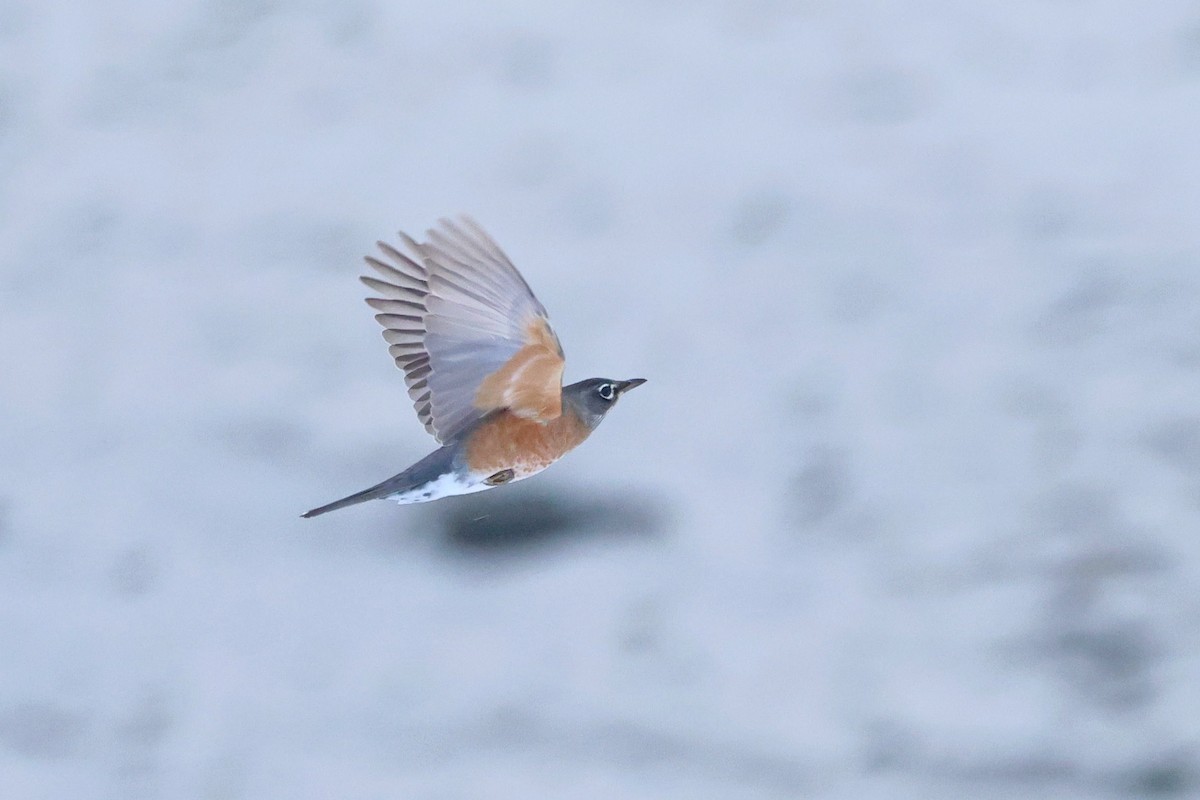 American Robin - ML645509795