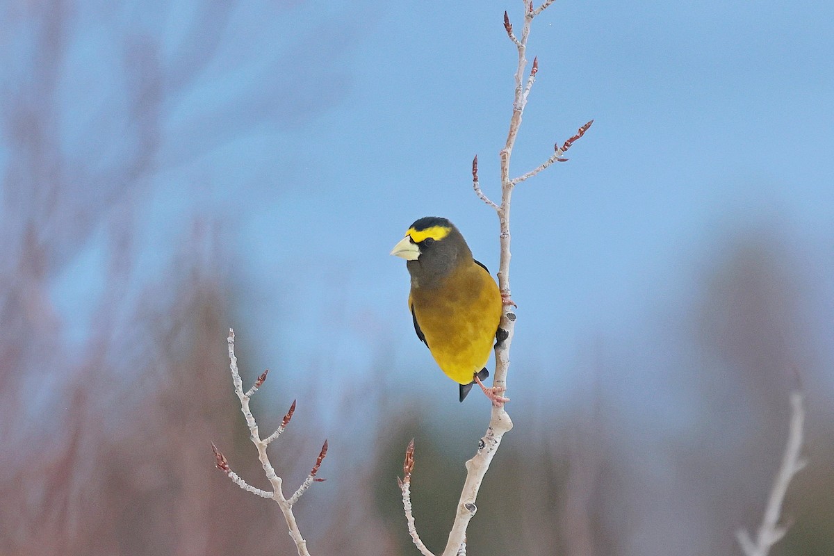 Evening Grosbeak - ML645509798