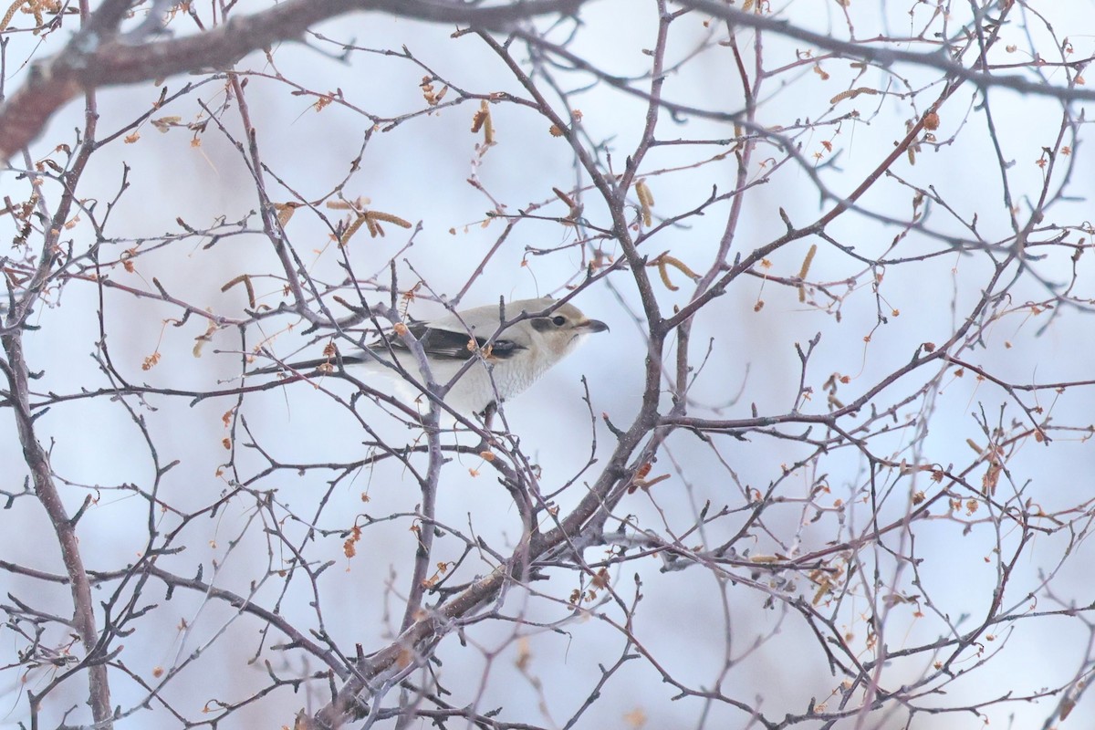 オオモズ - ML645509806