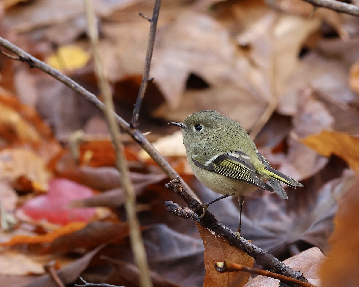 Ruby-crowned Kinglet - ML645509811