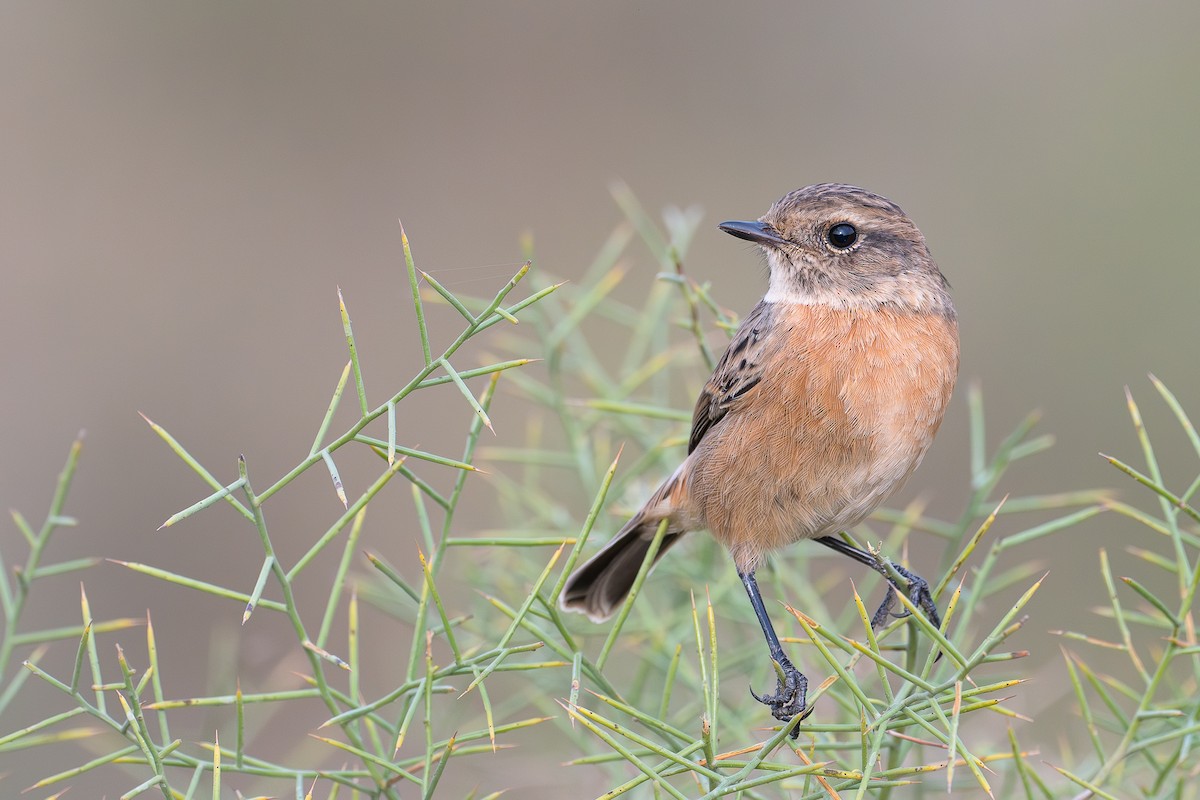 European Stonechat - ML645509812