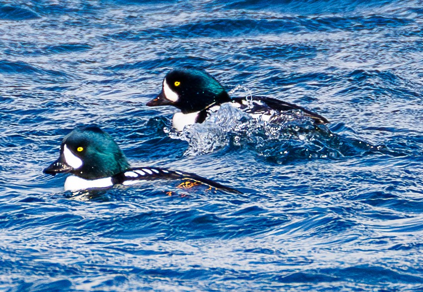 Porrón Islándico - ML645509813