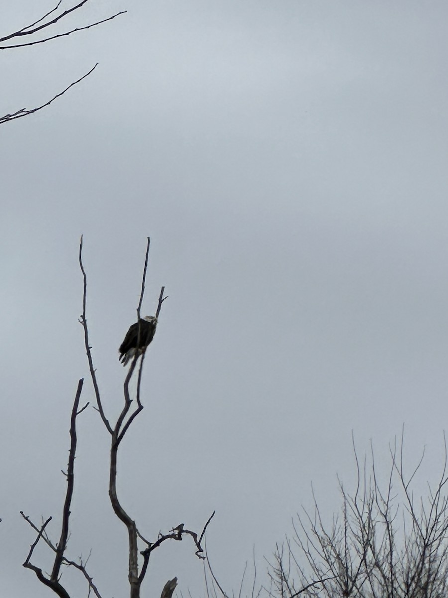 Bald Eagle - ML645509819