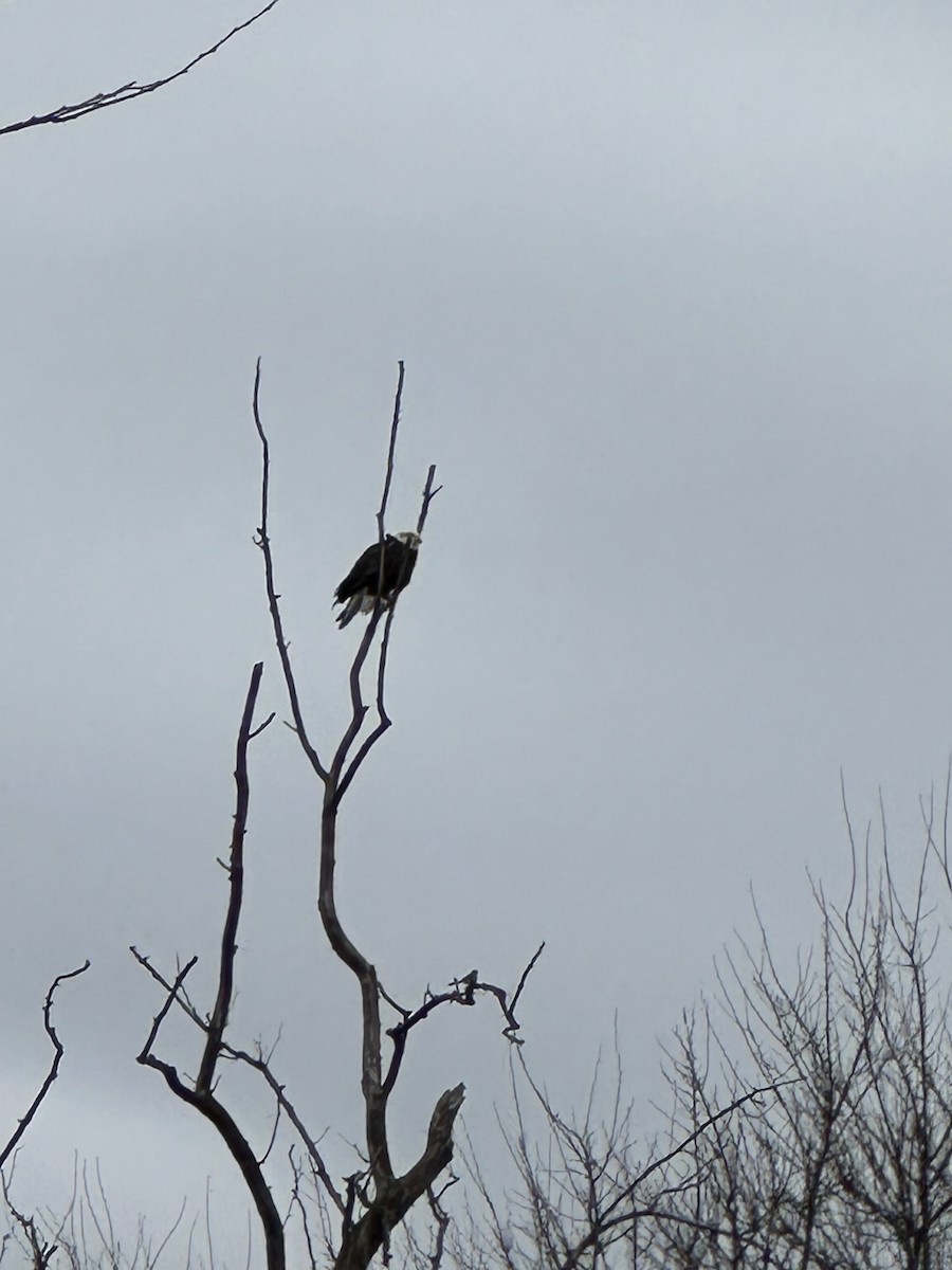 Bald Eagle - ML645509820
