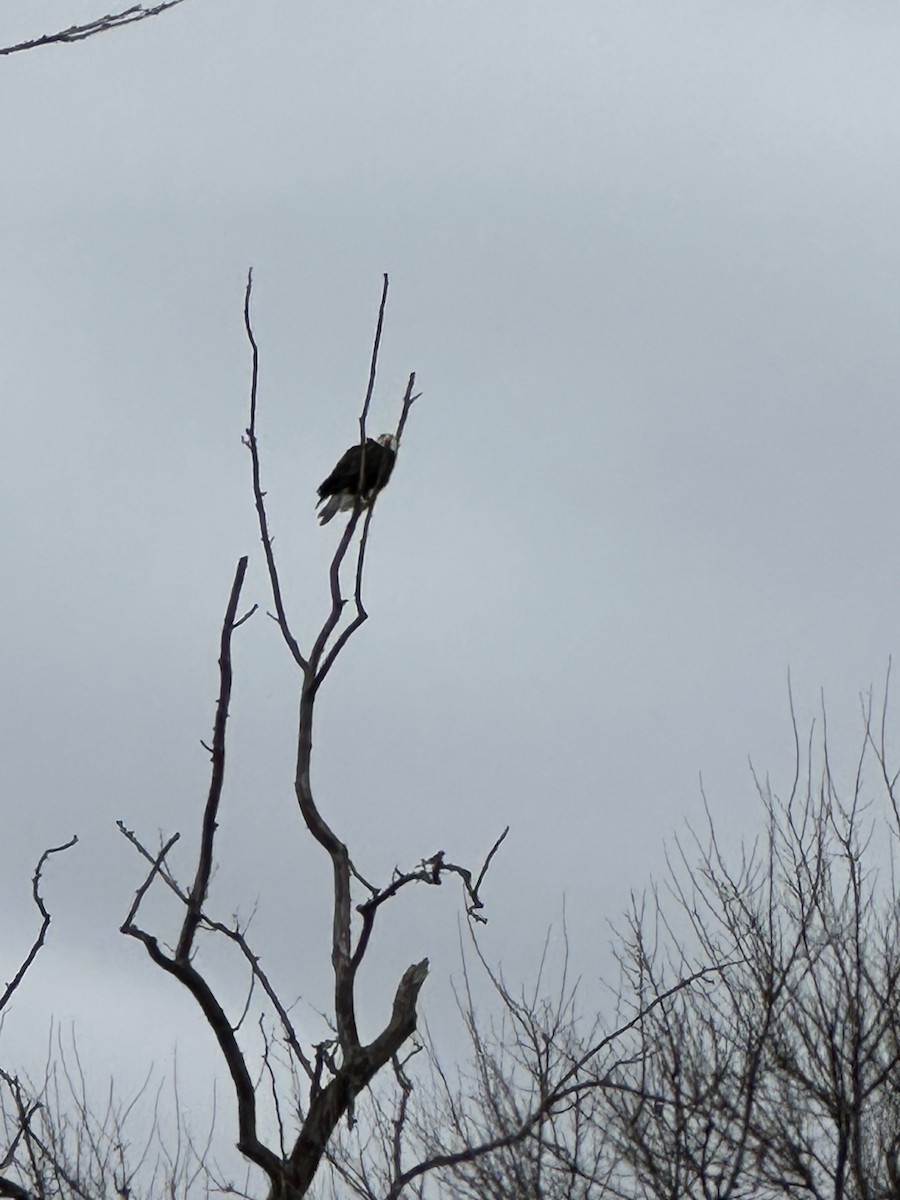 Bald Eagle - ML645509822
