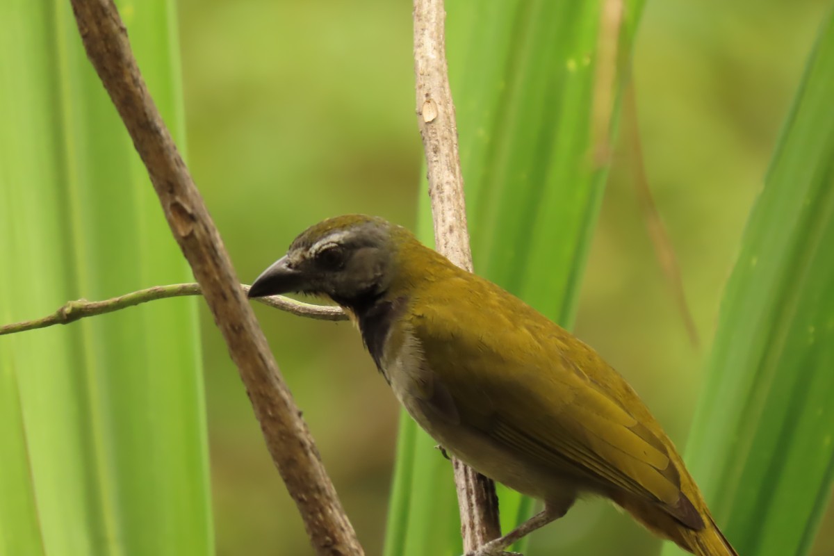 Buff-throated Saltator - ML645509827